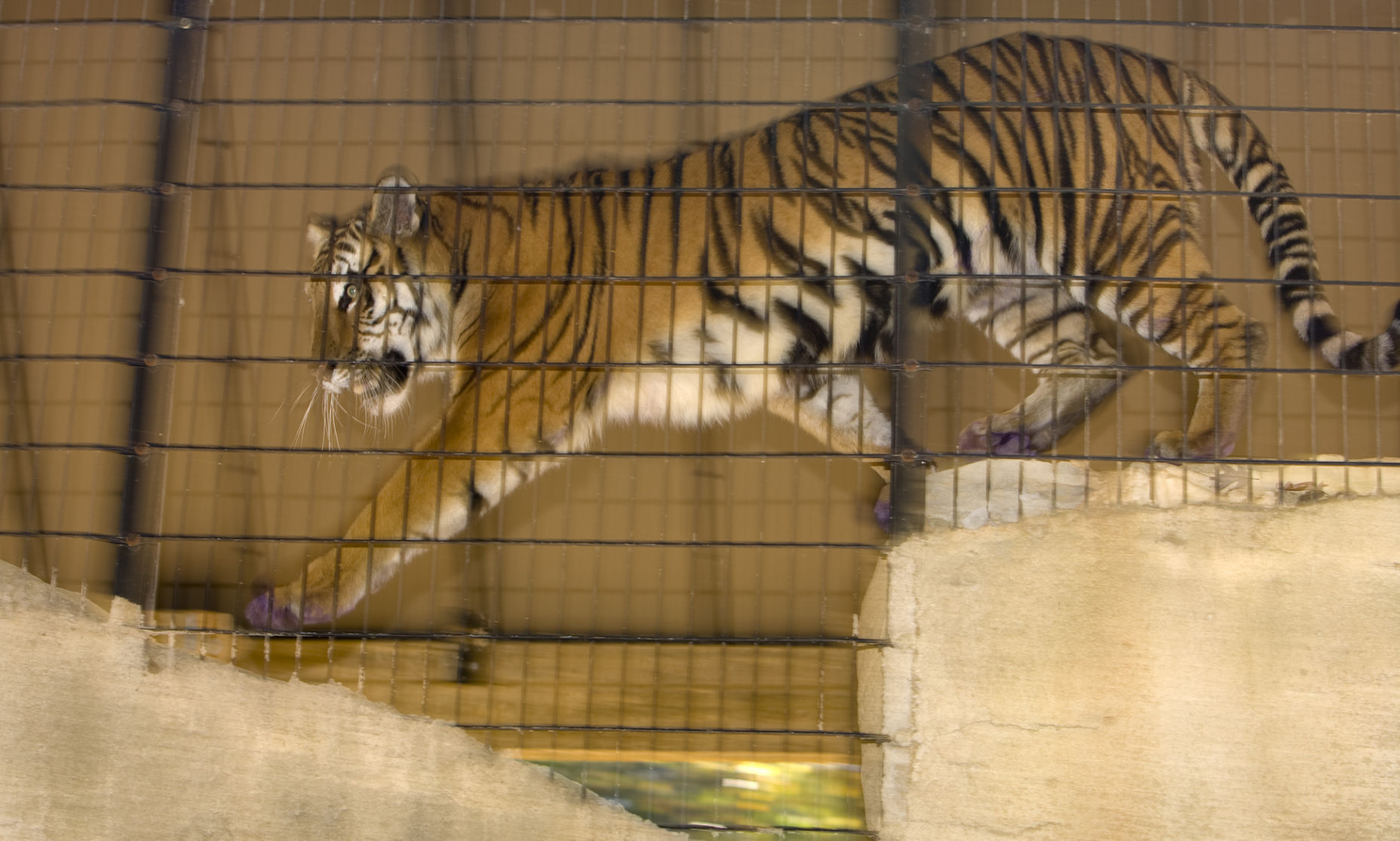 got_zoo_animals_paint_11130.10